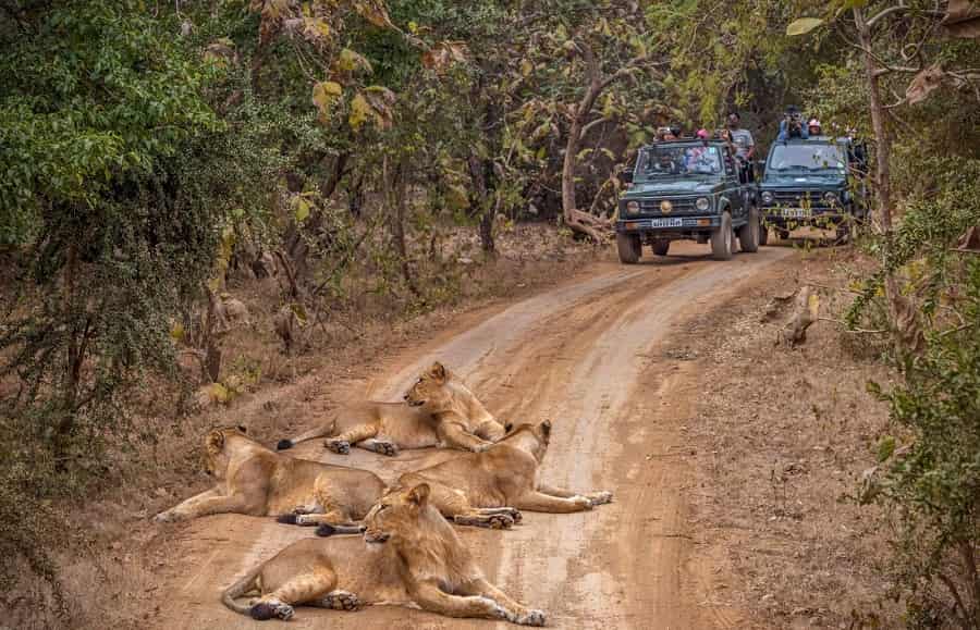 Lion in Gir forest habitat