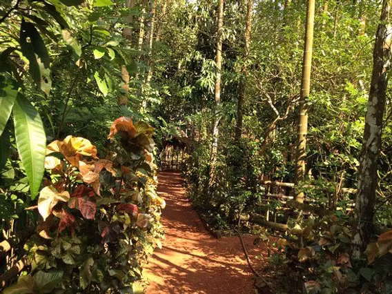 Spice plantation in Goa