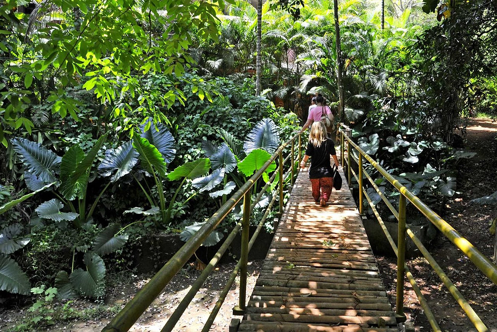 Spice plantation tour in Goa