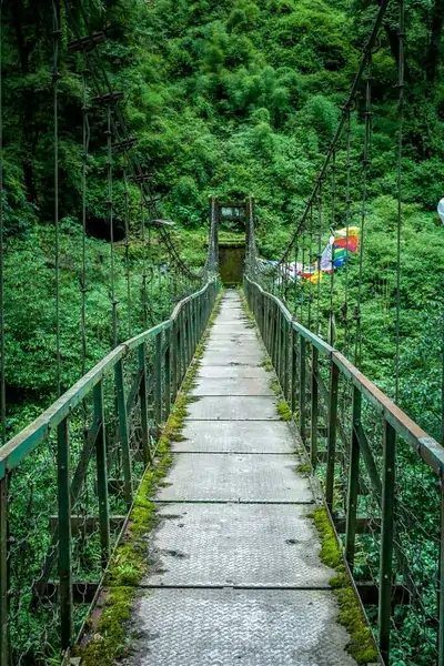 Trekker descending through forest section on Goecha La route