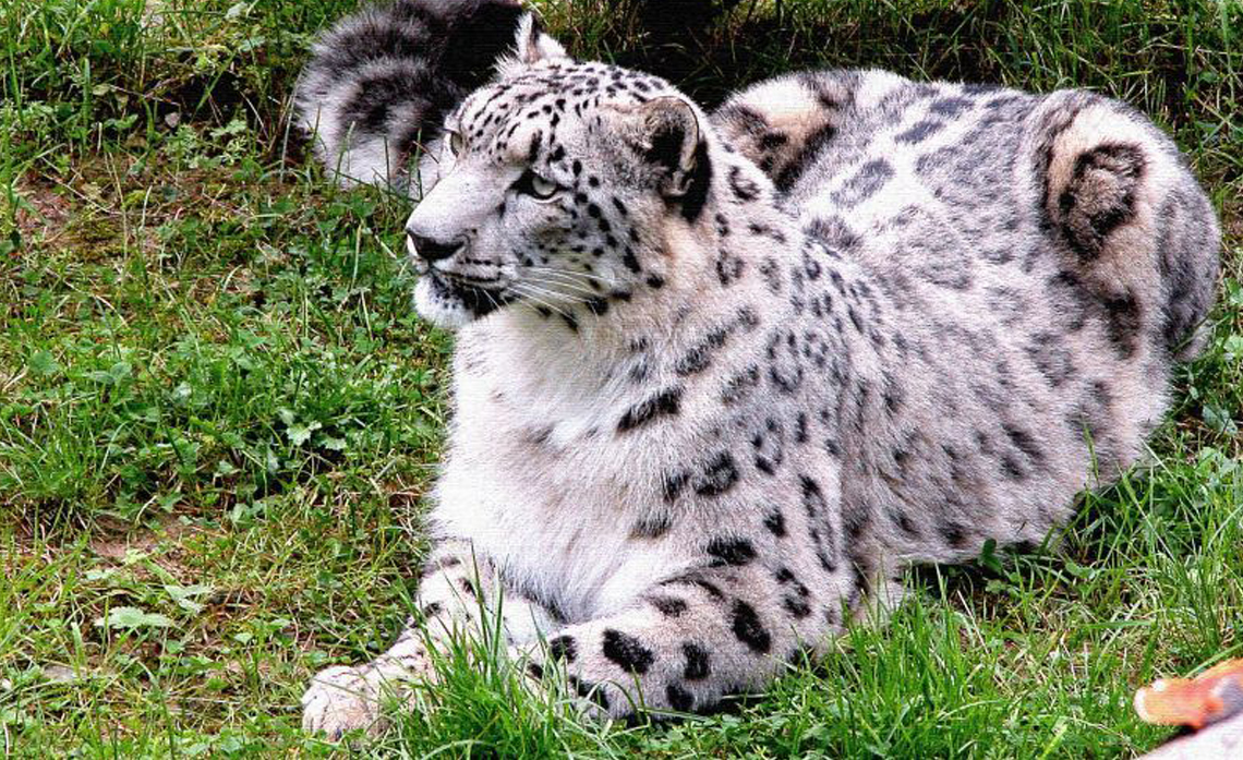 Wildlife in Great Himalayan National Park