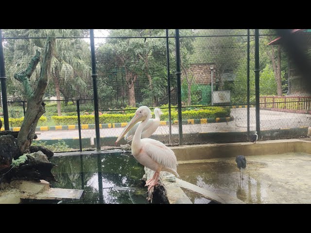 Animal enclosure section inside Gulab Bagh Zoo Udaipur