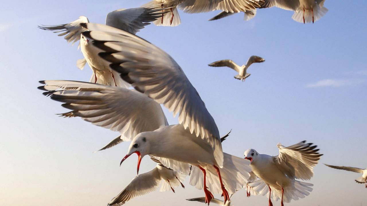Colorful migratory birds flying over Harike Wetland