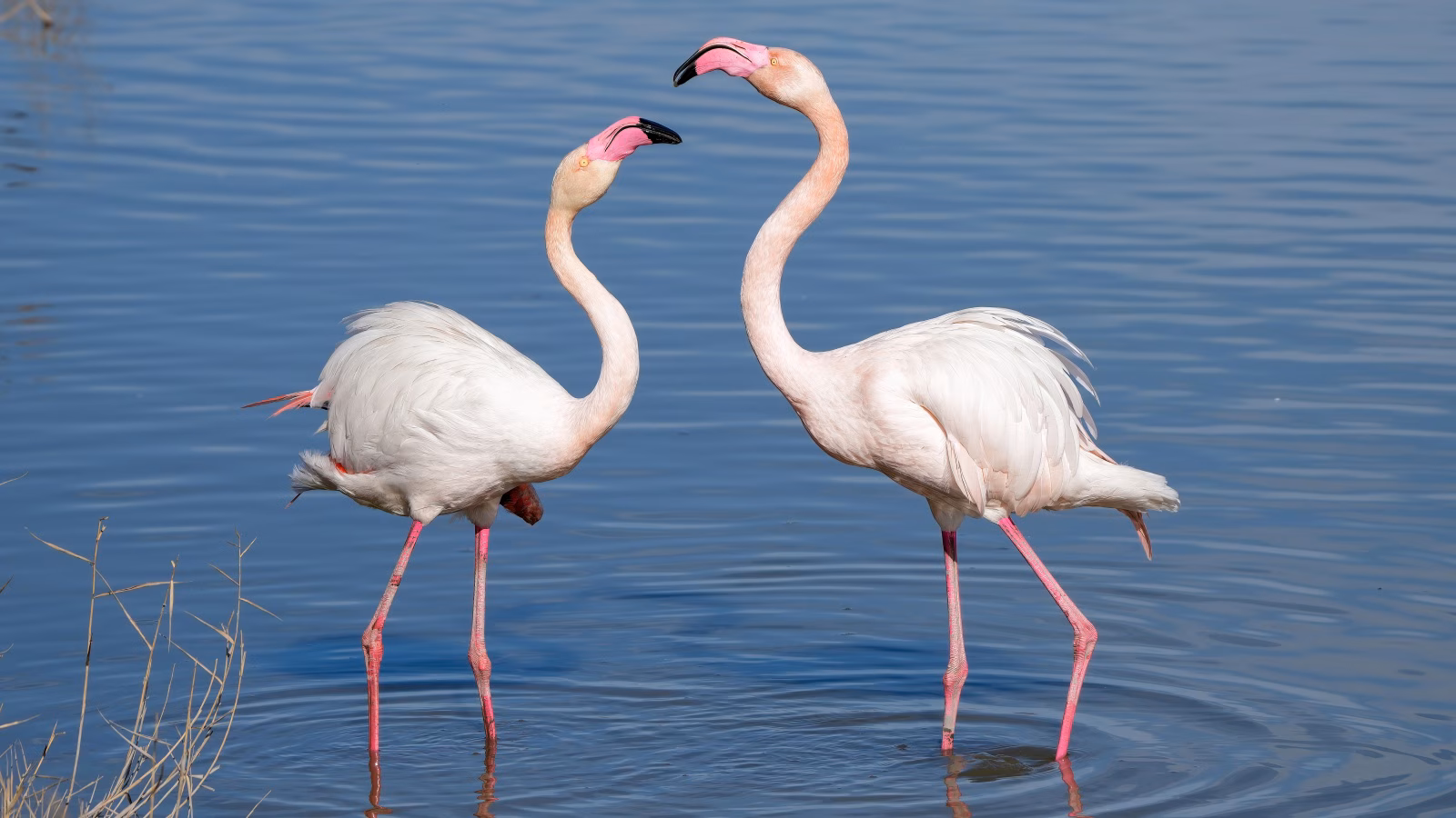 Greater Flamingos at Harike Wetland