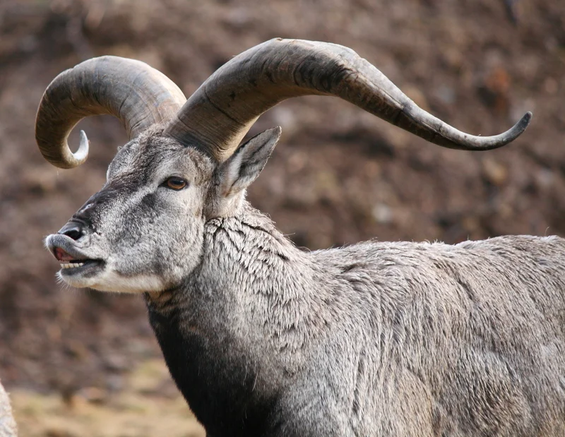 Blue sheep bharal in Hemis National Park