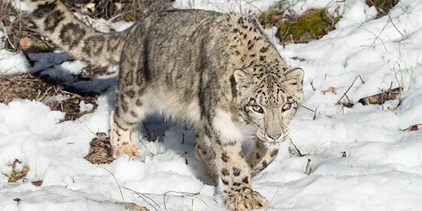Snow leopard in Hemis National Park Ladakh