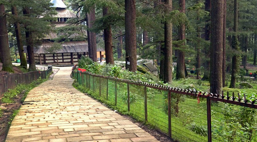 Forest approach path to Hidimba Temple in Manali