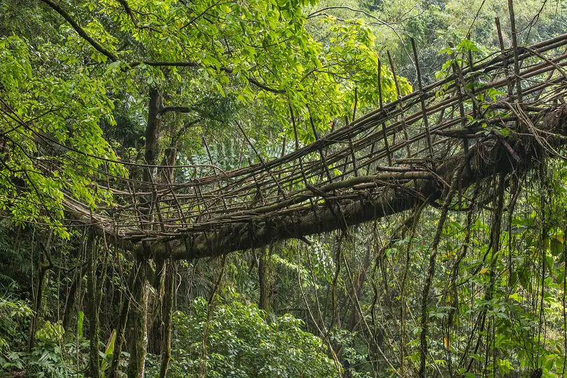 Living root bridge trek in Meghalaya