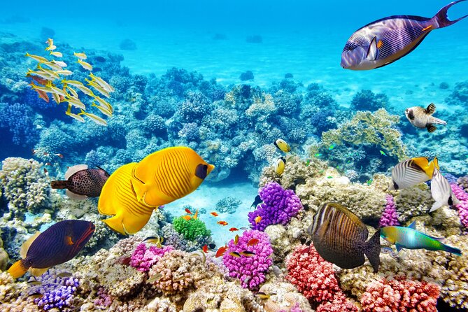 Snorkeling over the coral reef near Hikkaduwa Beach