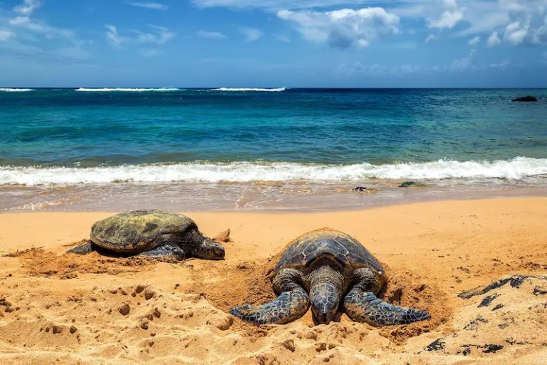 Sea turtle swimming near the shore at Hikkaduwa Beach