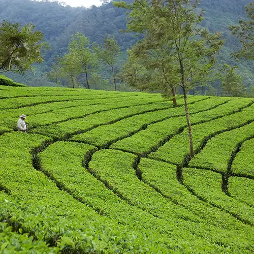 Munnar tea gardens in Kerala hill station