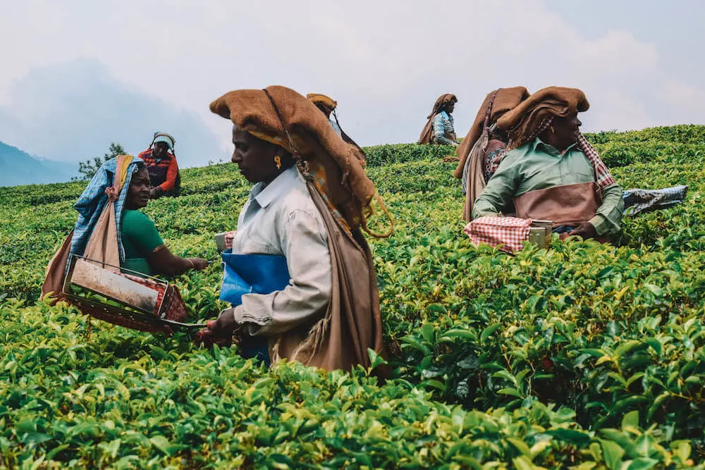 Tea plantation in Munnar Kerala
