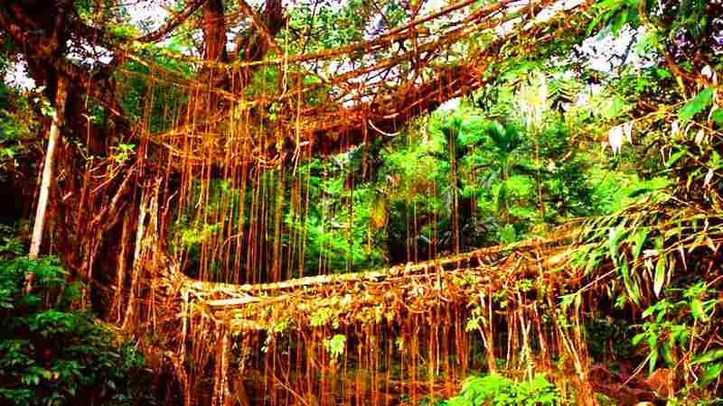 Living root bridge in Cherrapunji September