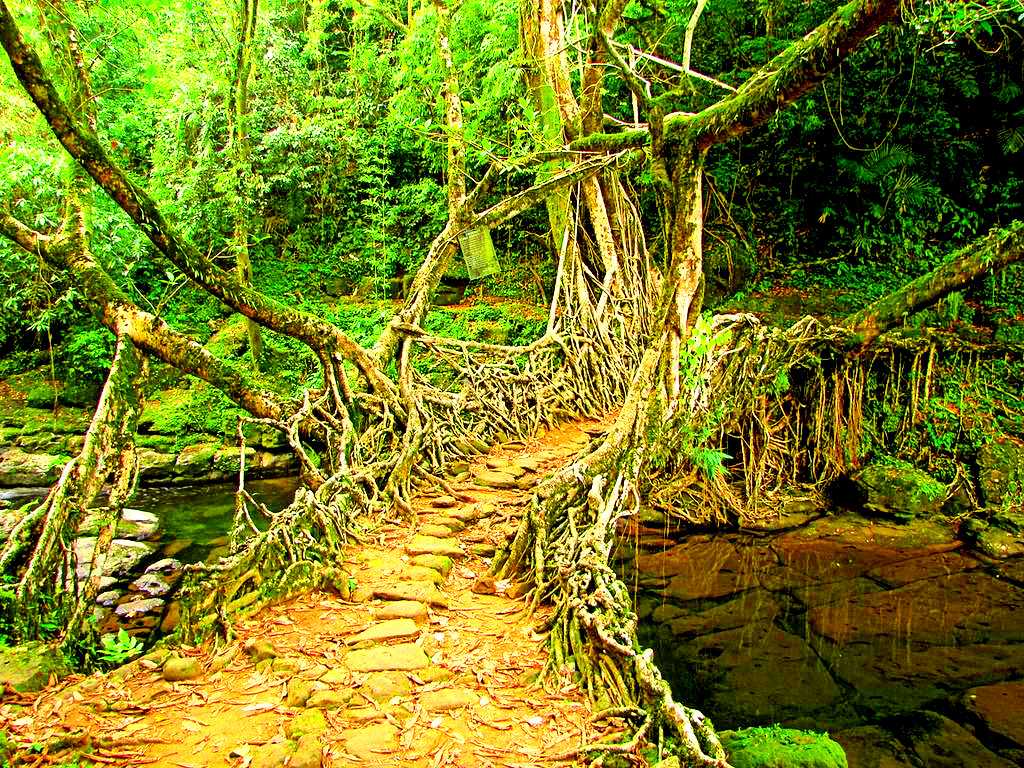Living root bridge in Cherrapunji