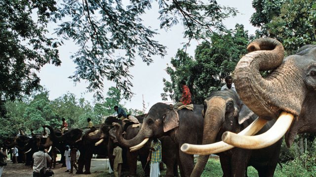 Elephant herd at Indira Gandhi Wildlife Sanctuary