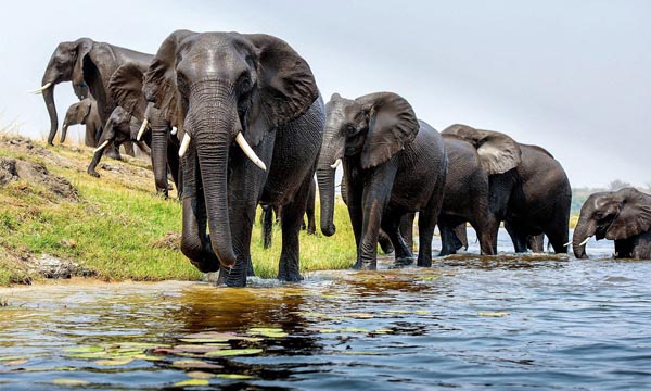 Elephants on Interview Island