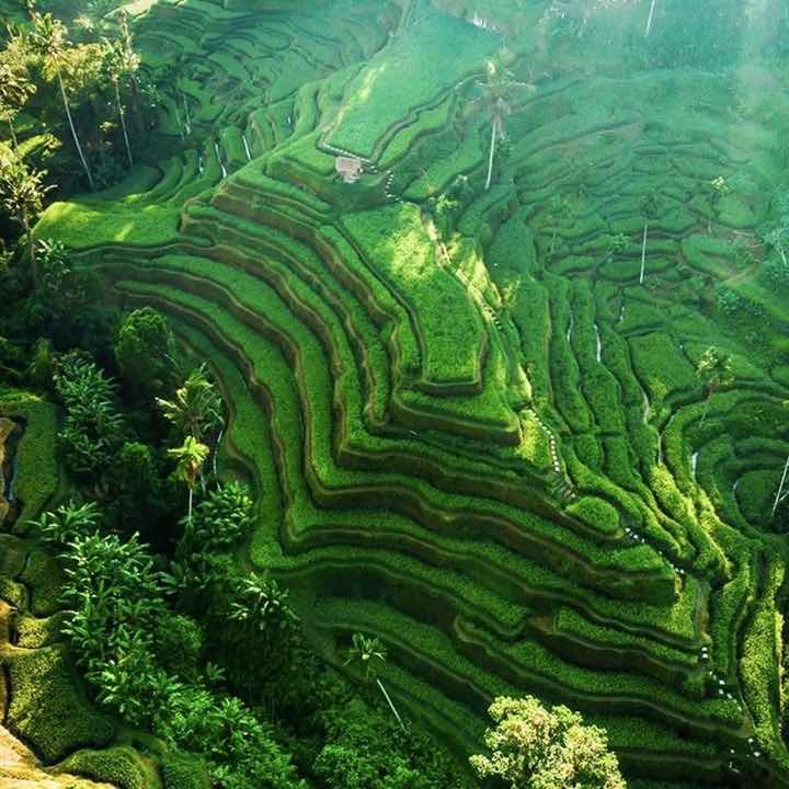 Bali Rice Terraces Landscape