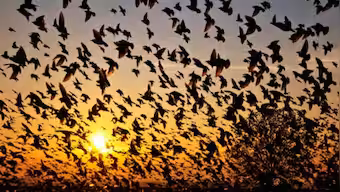 Night conditions in Jatinga associated with bird disorientation events