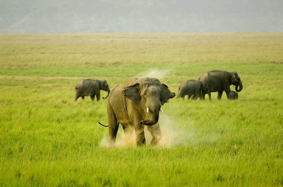 Wild elephants in Jim Corbett National Park