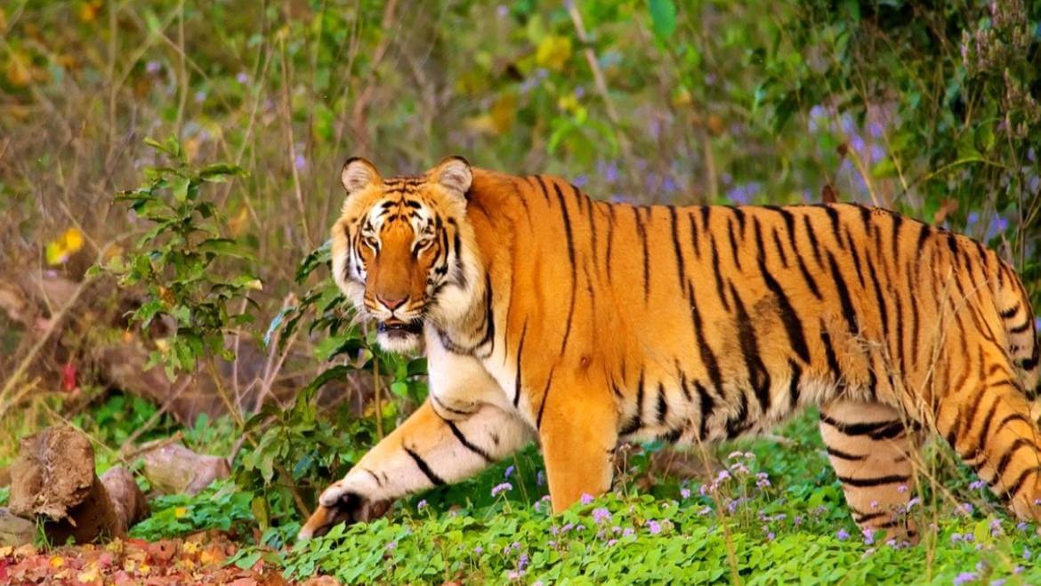 Bengal tiger in Jim Corbett National Park