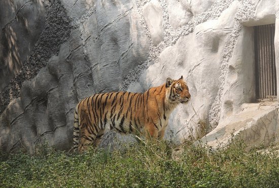 Tiger at Kanpur Zoological Park