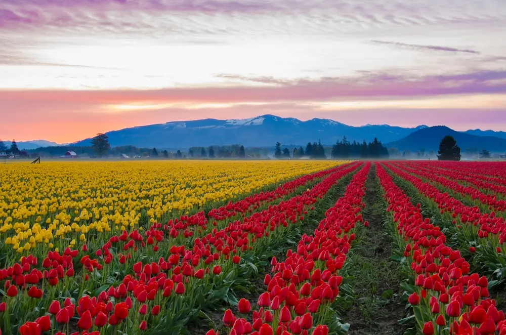 Kashmir Tulip Garden: Timings, Ticket Price & Season