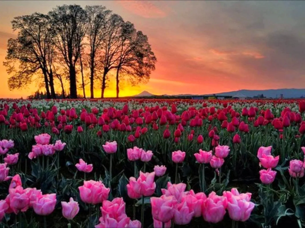 Tulip Garden entrance gate