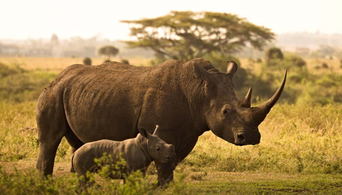 One-horned rhinoceros in Kaziranga