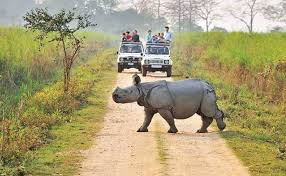 Jeep safari in Kaziranga National Park