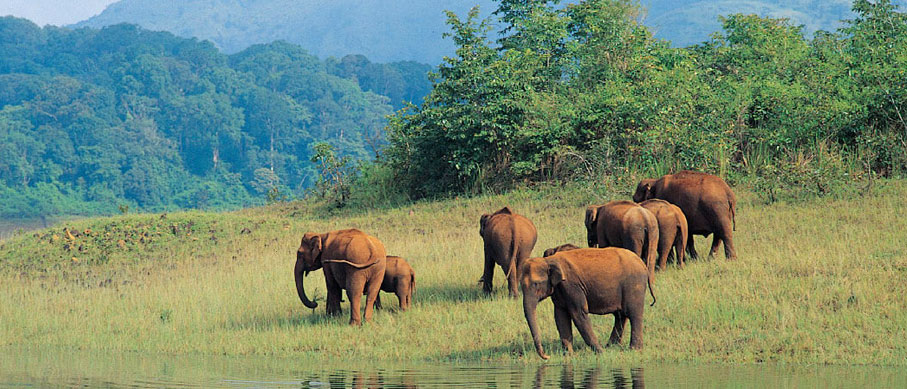Elephant sighting in Periyar Thekkady