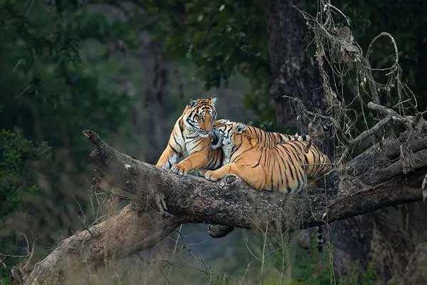 Tiger at Panna National Park