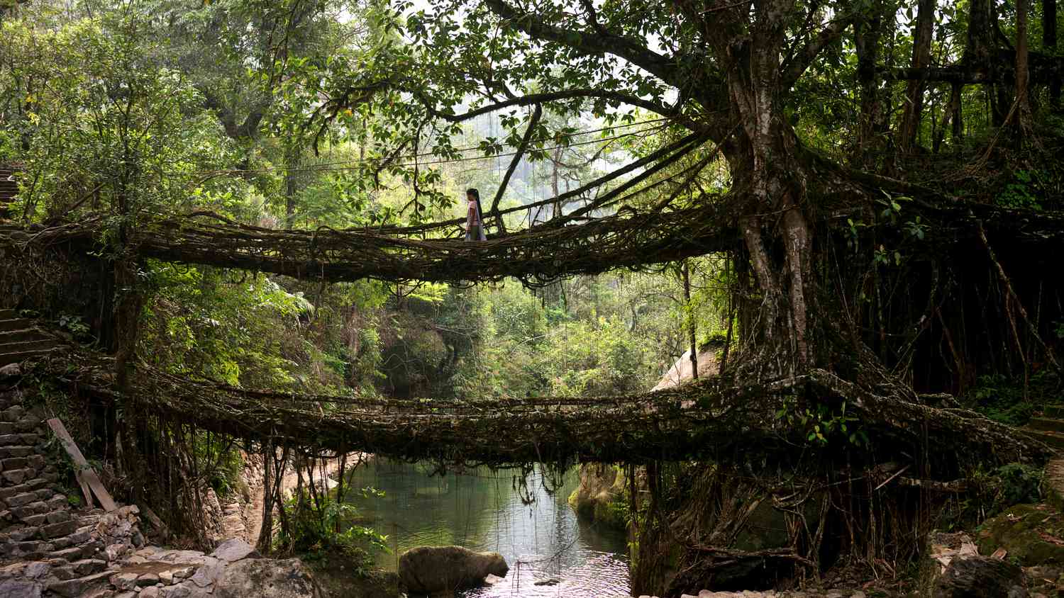 Trail route toward living root bridge in Khasi Hills