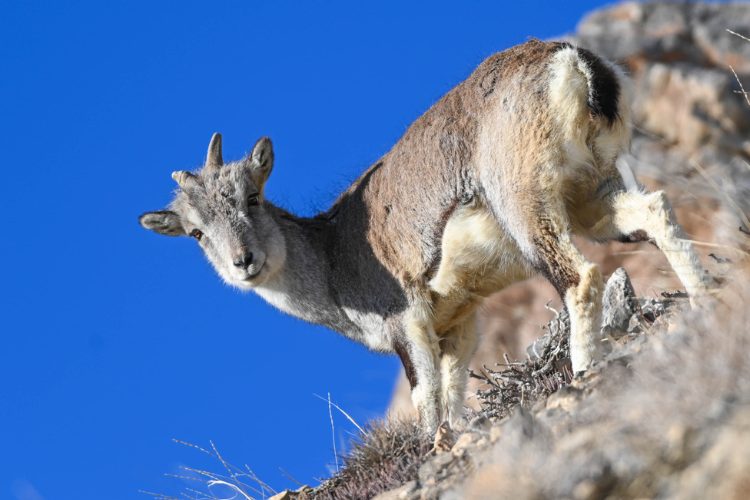 Wildlife landscape around Kibber Village in Spiti Valley