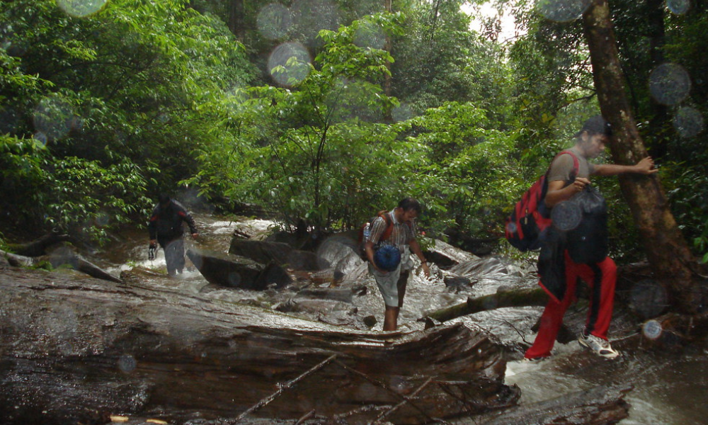 Forest trail section on Kodachadri Trek in Karnataka