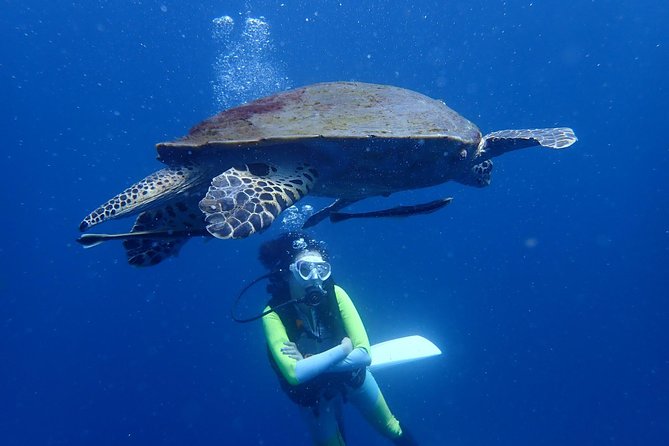 Scuba diving Koh Tao Thailand underwater