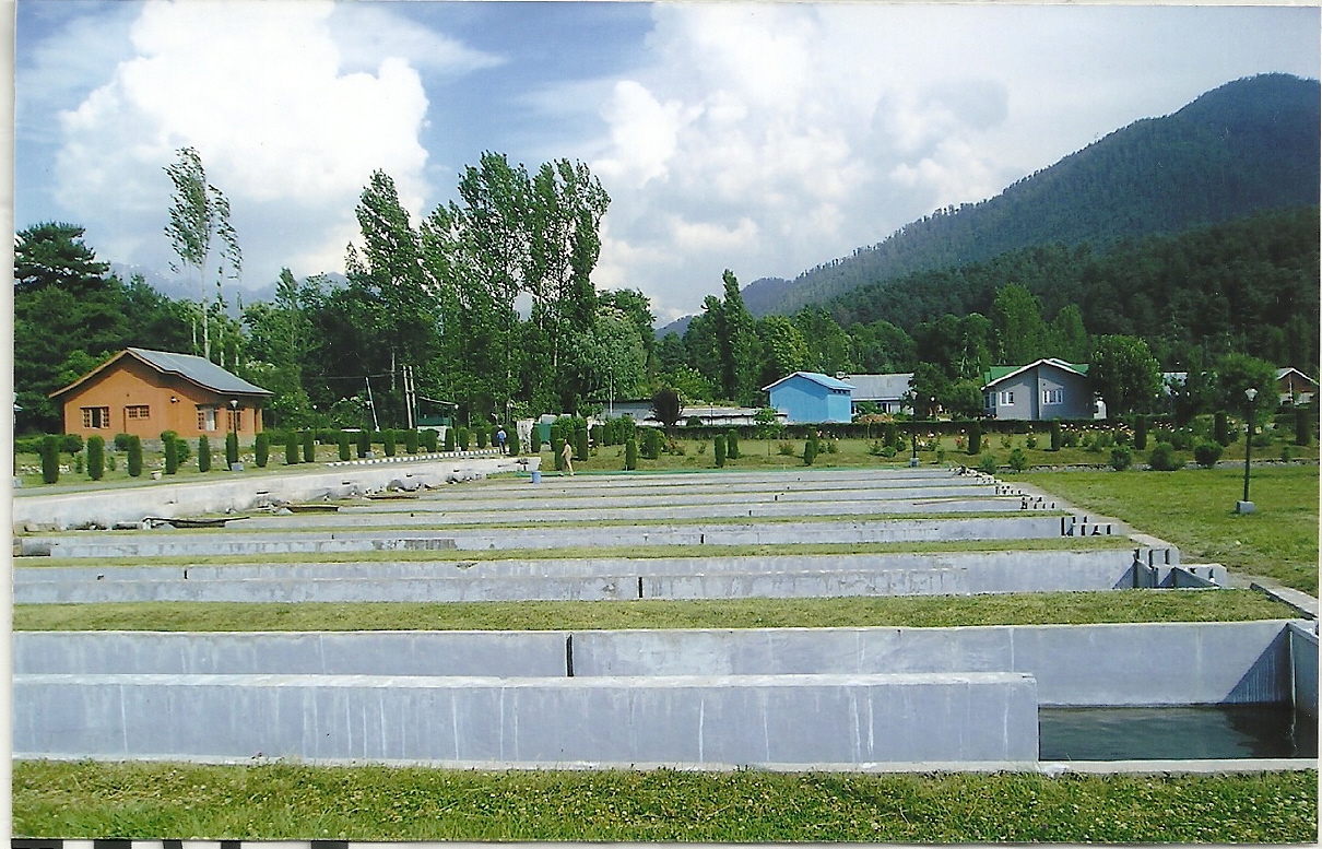Trout fishing in Kokernag Kashmir
