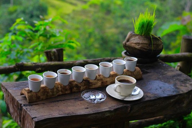 Beautiful coffee plantation in Bali with rice terrace views