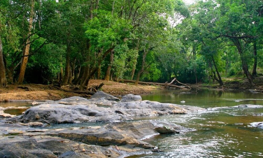 Forest path and nature walk experience inside Kuruvadweep