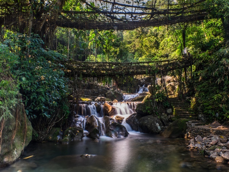 Living root bridge near Cherrapunji Meghalaya