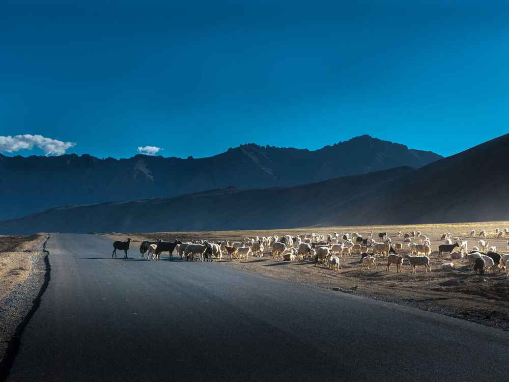 More Plains Ladakh