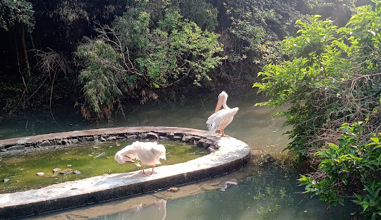 Mini zoo section inside Lady Hydari Park Shillong
