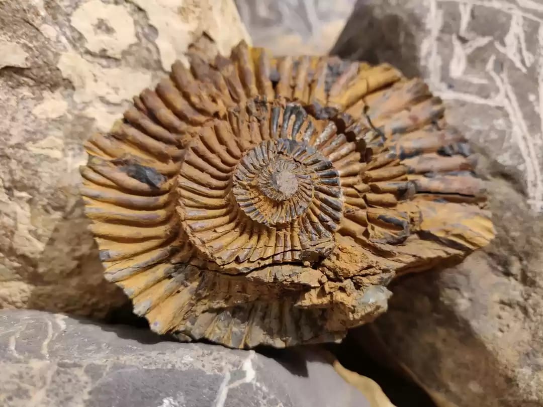 Fossils in Langza Village Spiti Valley