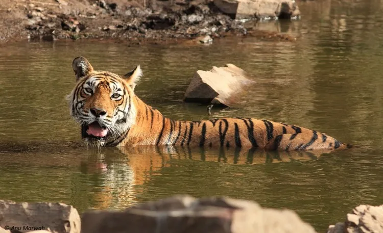 Machali tigress at Ranthambore Lake