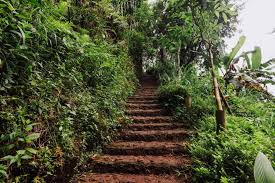 Jungle trek path leading to Leke Leke Waterfall