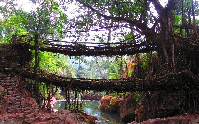 Double Decker Living Root Bridge in Nongriat village Meghalaya