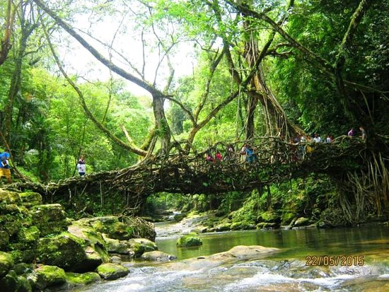 Single decker living root bridge in Meghalaya