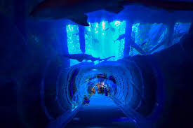 Themed tunnel-view zone inside Lost Chambers Aquarium