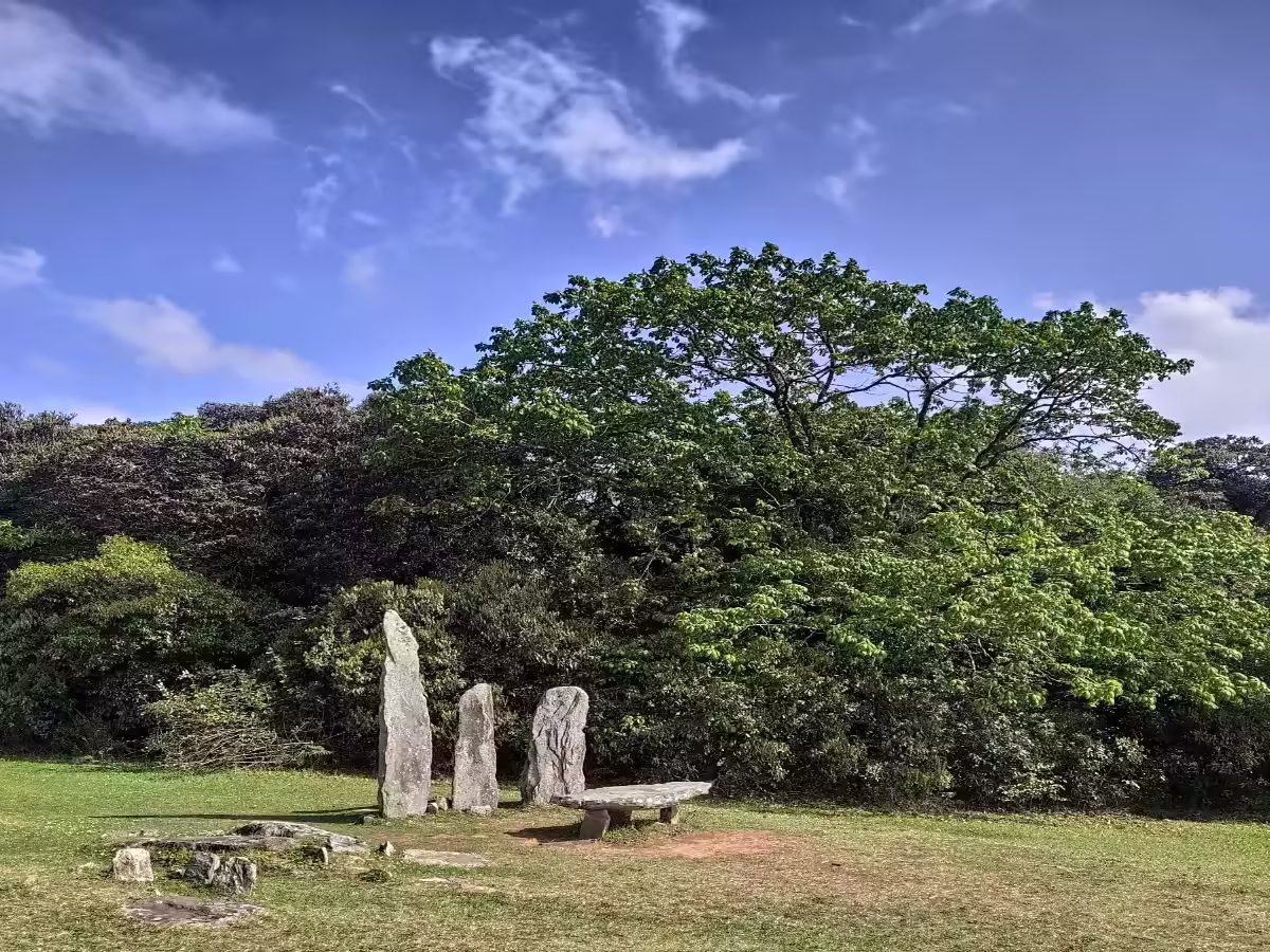 Mawphanlur Sacred Grove ancient forest