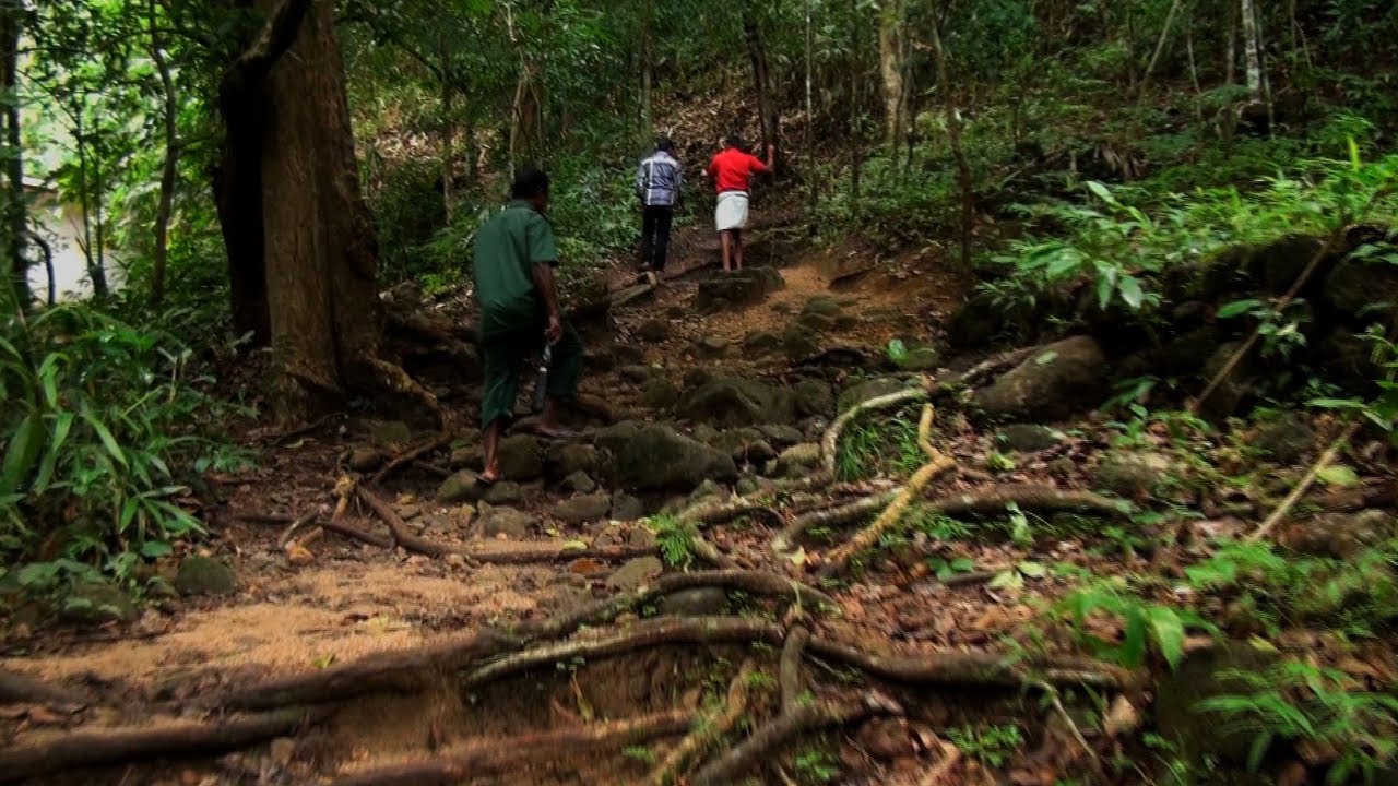 Forest trekking trail leading to Meenmutty falls
