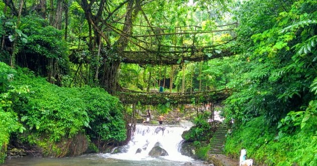 Living root bridge in Meghalaya during monsoon surrounded by lush green vegetation